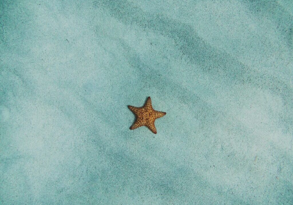 brown starfish on blue sand