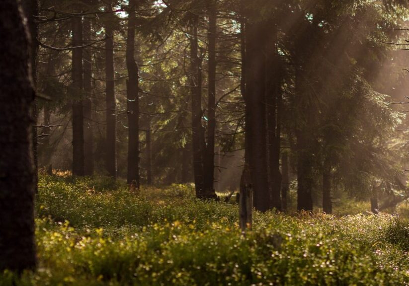 low-light photo of forest