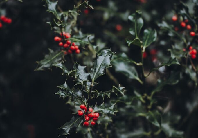 red fruit closeup photography