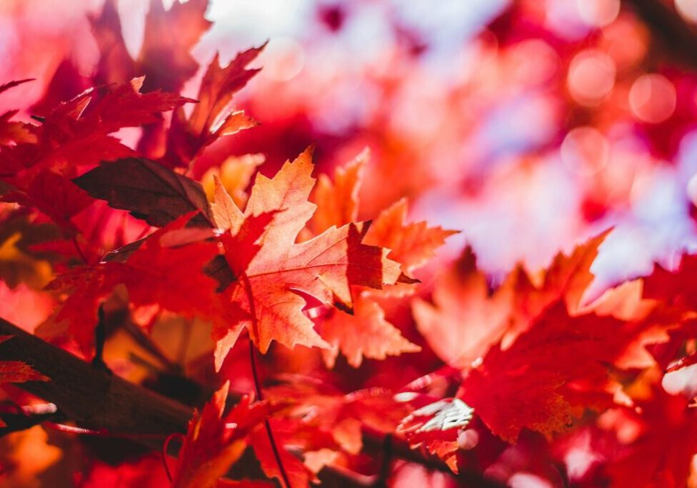 closeup photography of red leaf plant